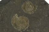 Dactylioceras Ammonite Cluster - Posidonia Shale, Germany #100265-1
